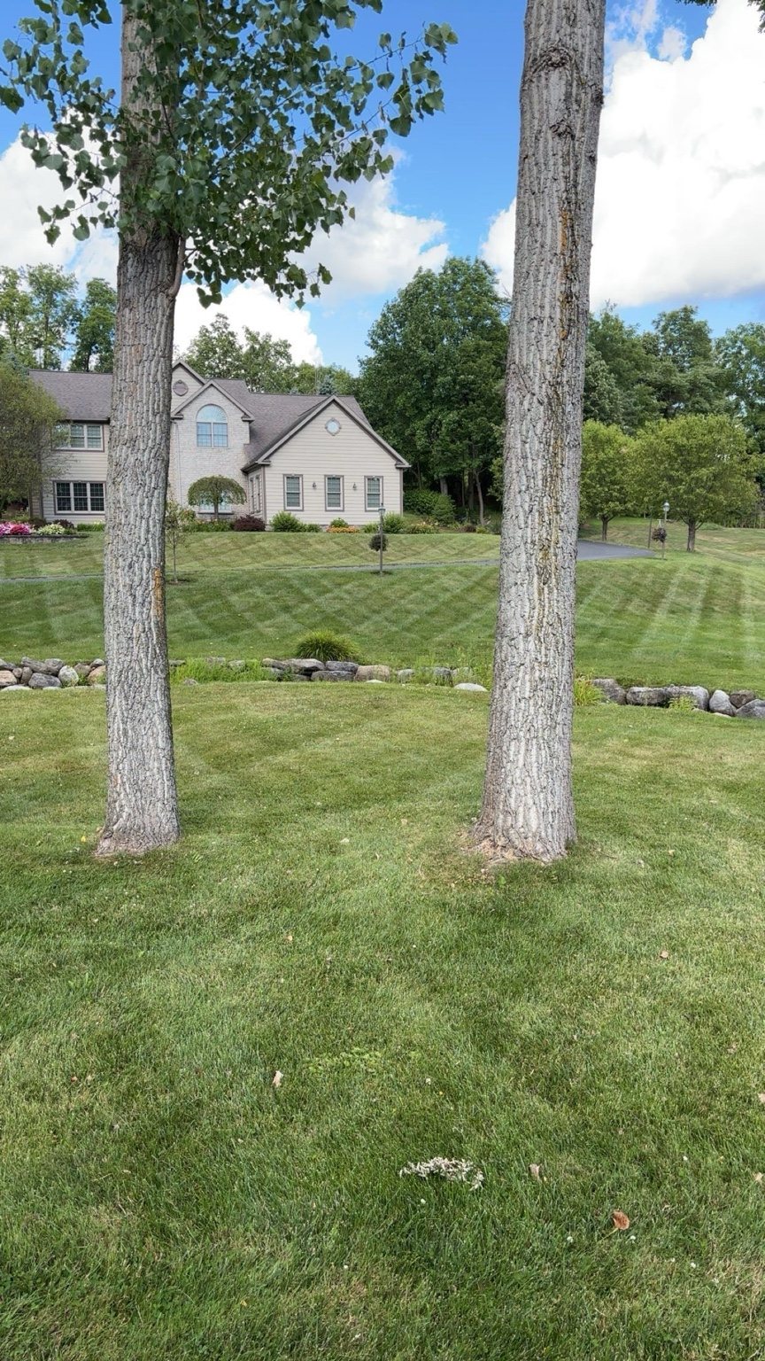 Finished lawn
